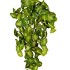 Сингониум ампельный куст от TREEZ, TZ.PL.TR.816, 1-я фотография мини